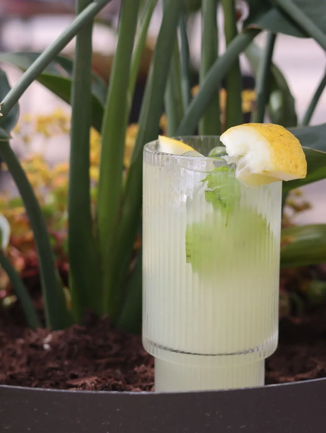 Limonada com hortelã